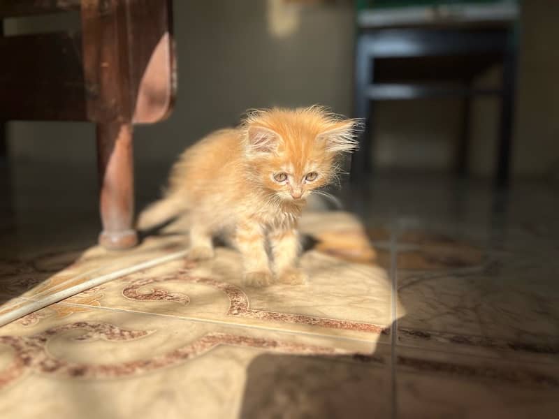 orange persian kitten 3