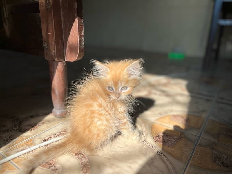 orange persian kitten 4