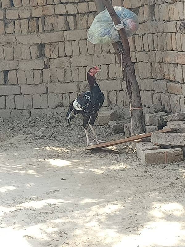 Aseel Sindhi ghar ka pata hai 2