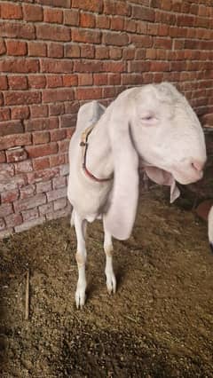 Rajan Puri pink white Bakri