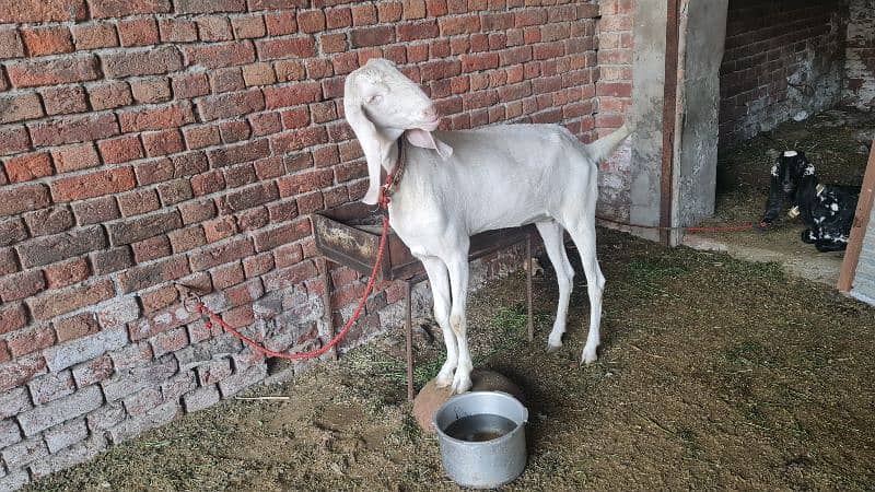 Rajan Puri pink white Bakri 4