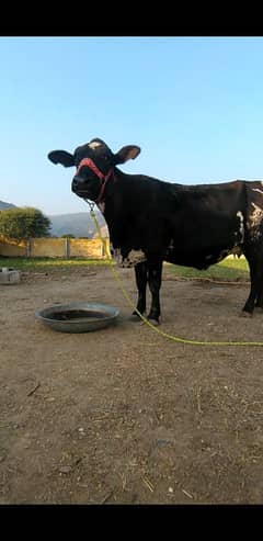 gaban cow for sale in Islamabad