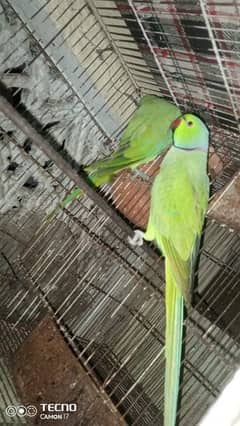 Ringneck parrots pair 03262134833