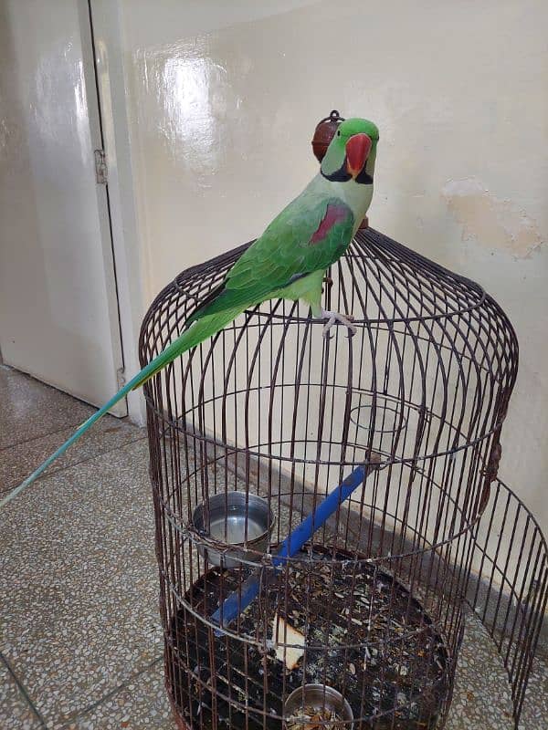 Raw Parrot male 3