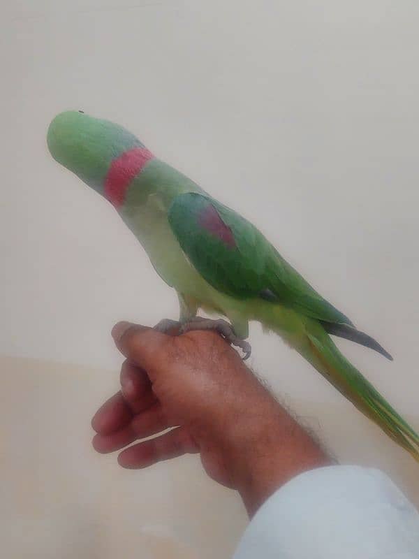 Raw Parrot male 6