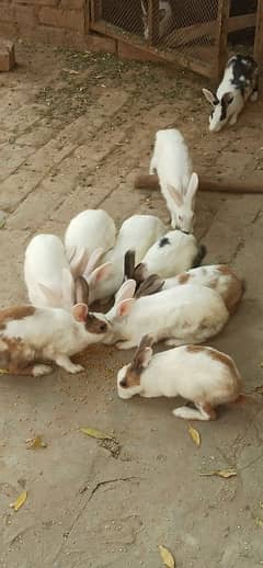 Male, Female Rabbits, 1 rabbit in 800