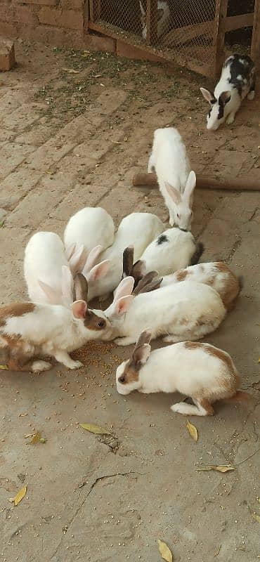 Male, Female Rabbits, 1 rabbit in 800 0