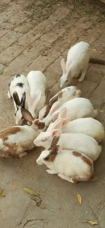 Male, Female Rabbits, 1 rabbit in 800 2