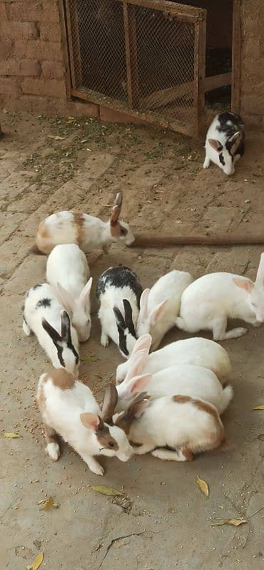 Male, Female Rabbits, 1 rabbit in 800 3