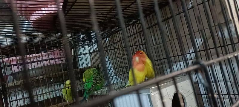 3 pear exhibition parrots 1 latino parrot pear with cage 0