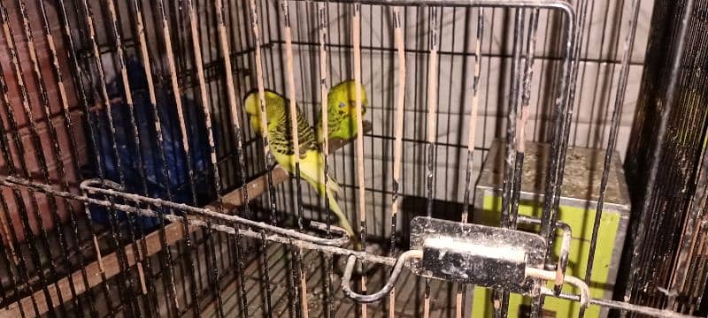 3 pear exhibition parrots 1 latino parrot pear with cage 1