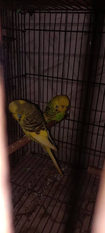 3 pear exhibition parrots 1 latino parrot pear with cage 2