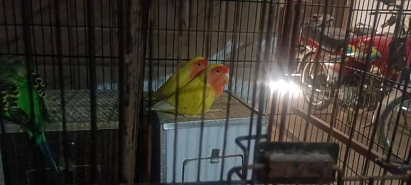 3 pear exhibition parrots 1 latino parrot pear with cage 3