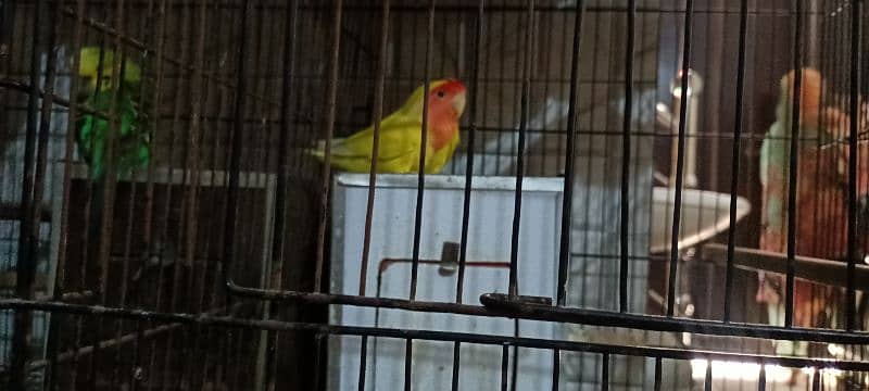 3 pear exhibition parrots 1 latino parrot pear with cage 4