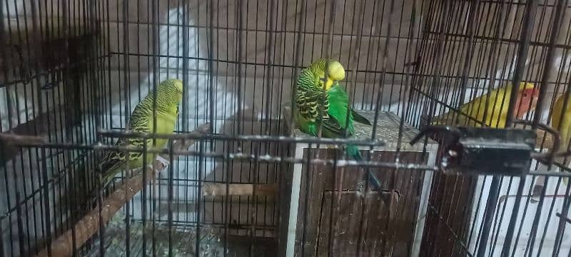 3 pear exhibition parrots 1 latino parrot pear with cage 5