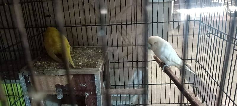 3 pear exhibition parrots 1 latino parrot pear with cage 6