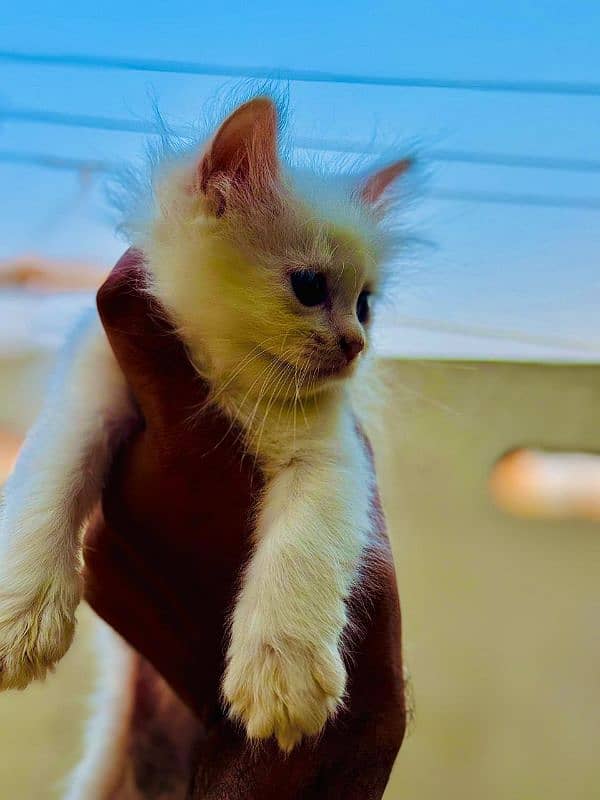 persian white kittens 3 for sale male female 2