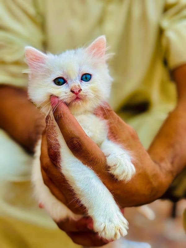 persian white kittens 3 for sale male female 4