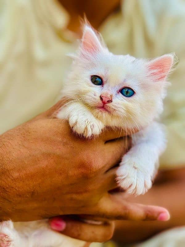 persian white kittens 3 for sale male female 5