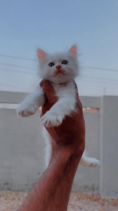 persian white kittens 3 for sale male female 6