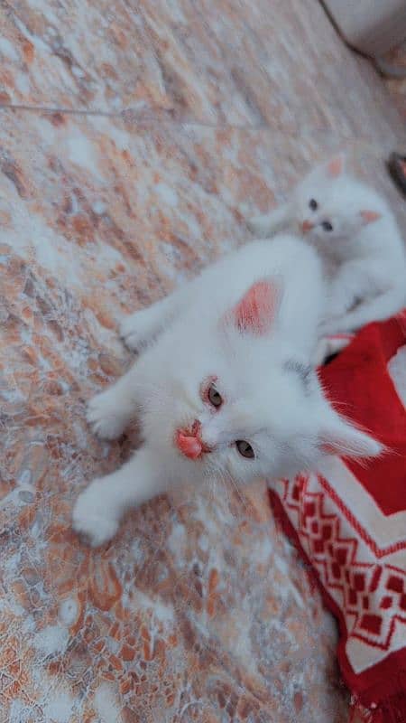 persian white kittens 3 for sale male female 7