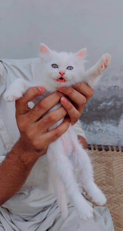 persian white kittens 3 for sale male female 8