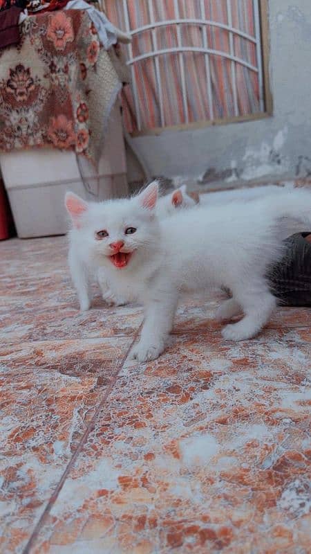 persian white kittens 3 for sale male female 10