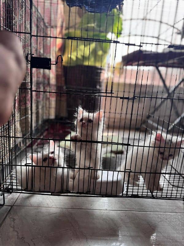 persian white kittens 3 for sale male female 12