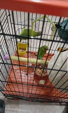 parrots