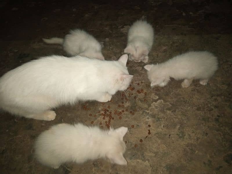 bidder female Persian cat with 4 kittens 0