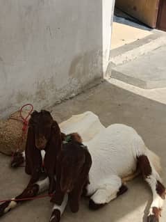 2 bakri