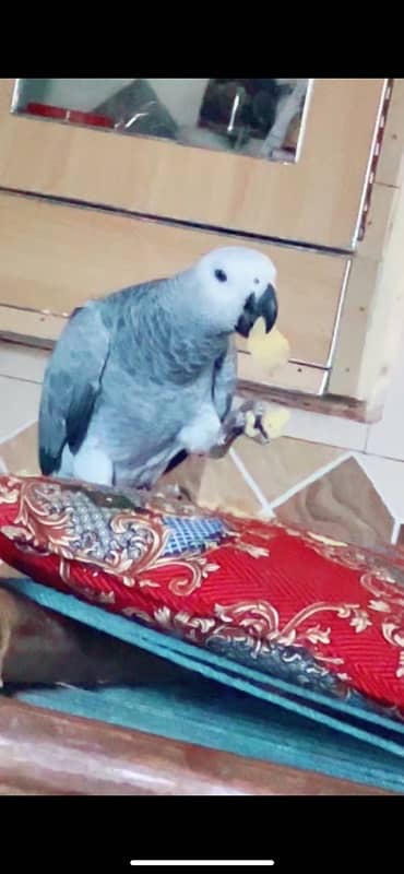 African grey parrot Pair with dna 1