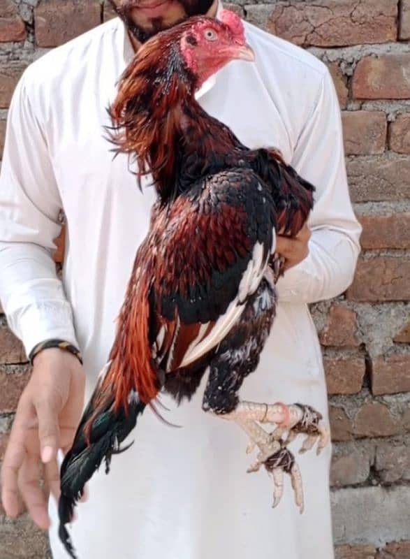 Lakha Bird 3 kg 0315/5202336 0