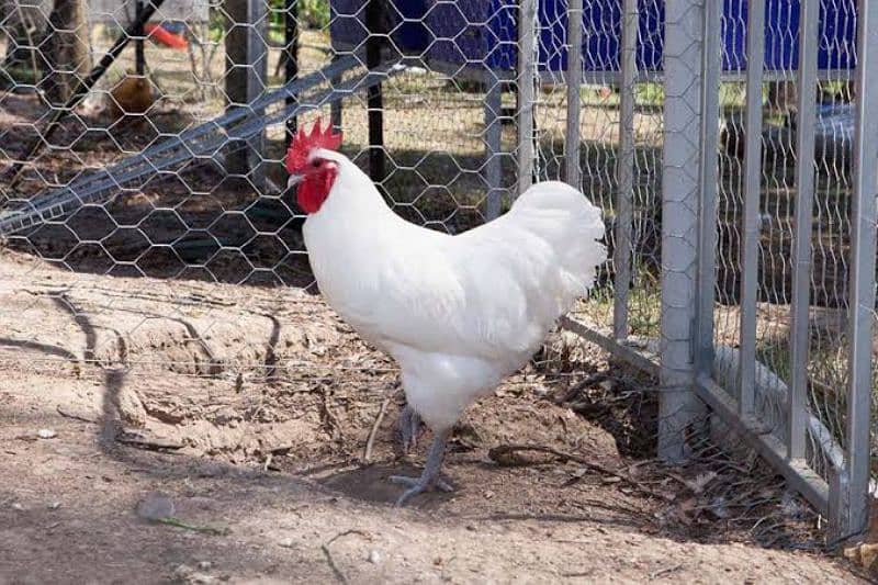 white Australop 0