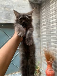 Persian kittens available