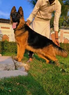 German Shepherd female