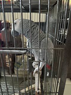 African gray parrot