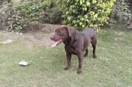 Chocolate Labrador not for sale