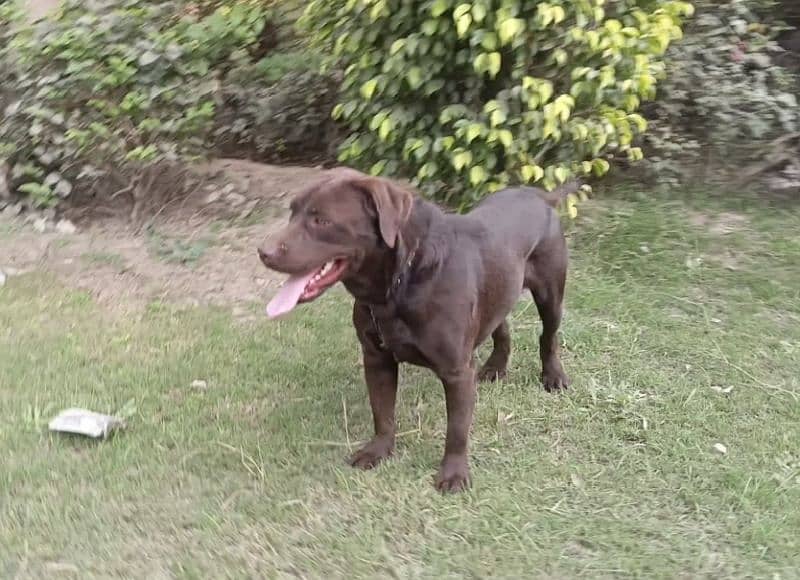 Chocolate Labrador not for sale 1