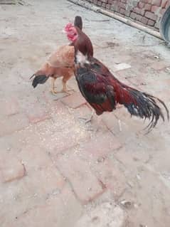 pure aseel hens home breed 2 female one male