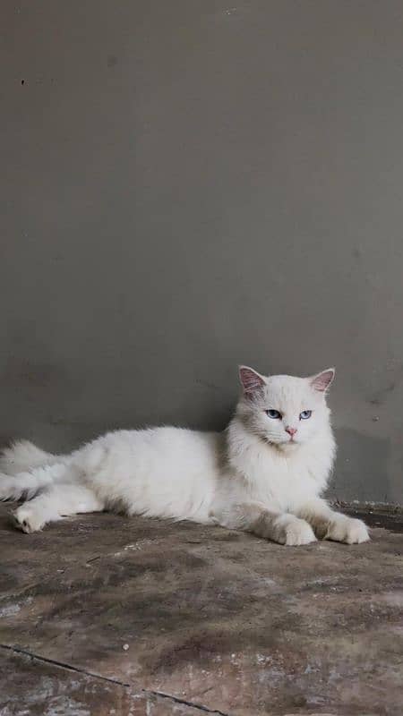 Persian cats pair 0