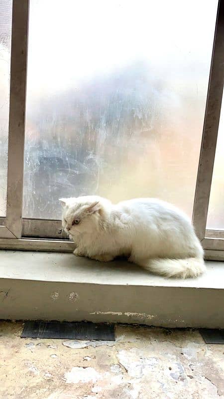 Persian cats pair 3