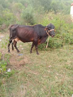 cow گاۓ for  sale sath وچھرا wacha milk دودھ 8  litre 1.5 month sue