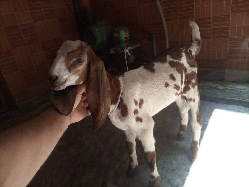 Aik bettle bakra aur Rajpuri Bakri 0