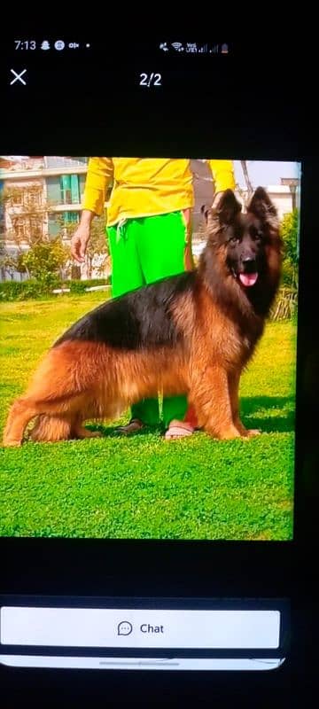 German Shepherd female dog for sale call on 0322,6643435 0