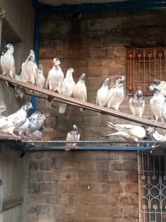 pigeons /kabootar/کبوتر