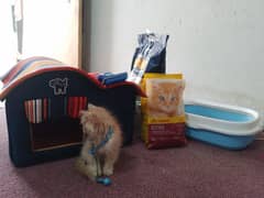 Persian cat for sell