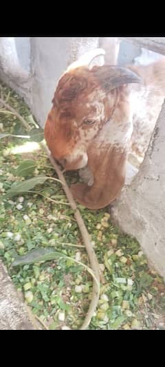 2 dant bakra makhi china