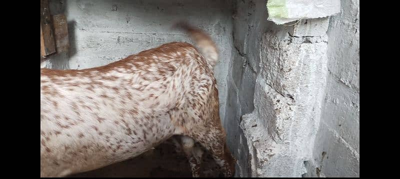 2 dant bakra makhi china 6