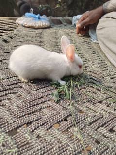 Red Eye Rabbit